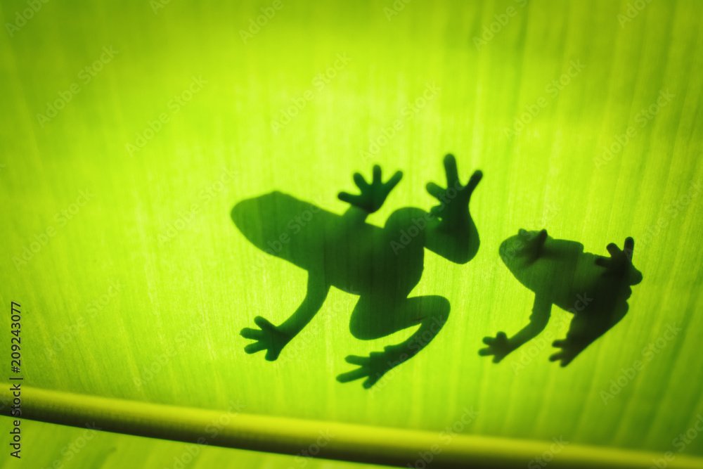 Fototapeta premium The silhouette of the animal on the leaf.