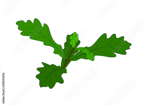 Vector illustration, isolated small sapling green oak tree, outline hand painted drawing