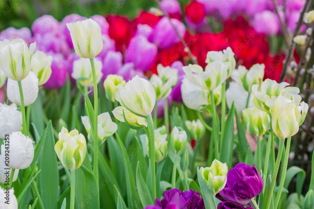 field of blooming colorful tulips, spring flowers in the garden