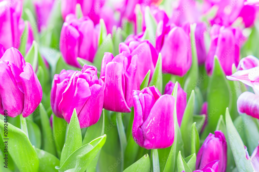 field of blooming colorful tulips, spring flowers in the garden field of blooming colorful tulips, spring flowers in the garden
