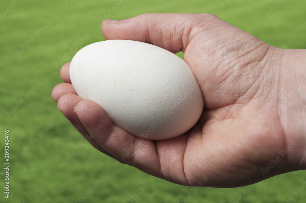 Hand holding a big goose egg over a grass background Hand holding a big goose egg over a grass background