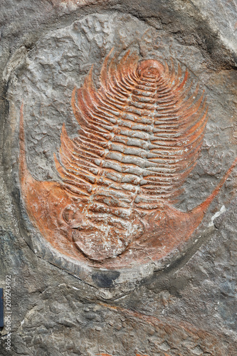 Trilobite Fossil from the Devonian