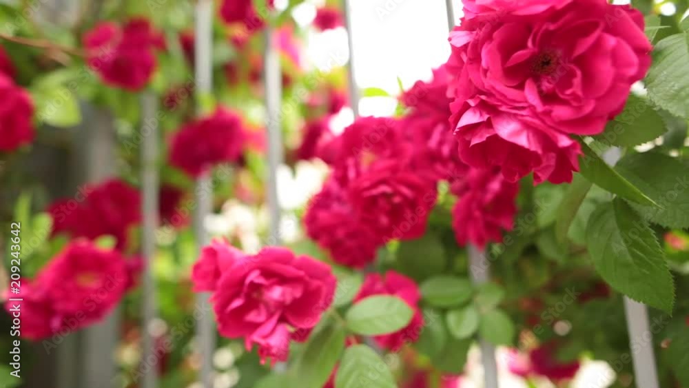 Closeup of a blossoming pink rose in a fairy-tale garden. Closeup of a blossoming pink rose in a fairy-tale garden.