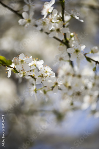Blossoming tree. Spring