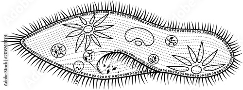 Coloring page. Structure of Paramecium caudatum photo