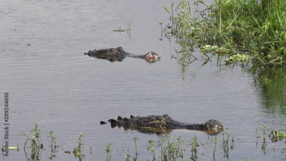 large alligators after fight in a lake large alligators after fight in a lake