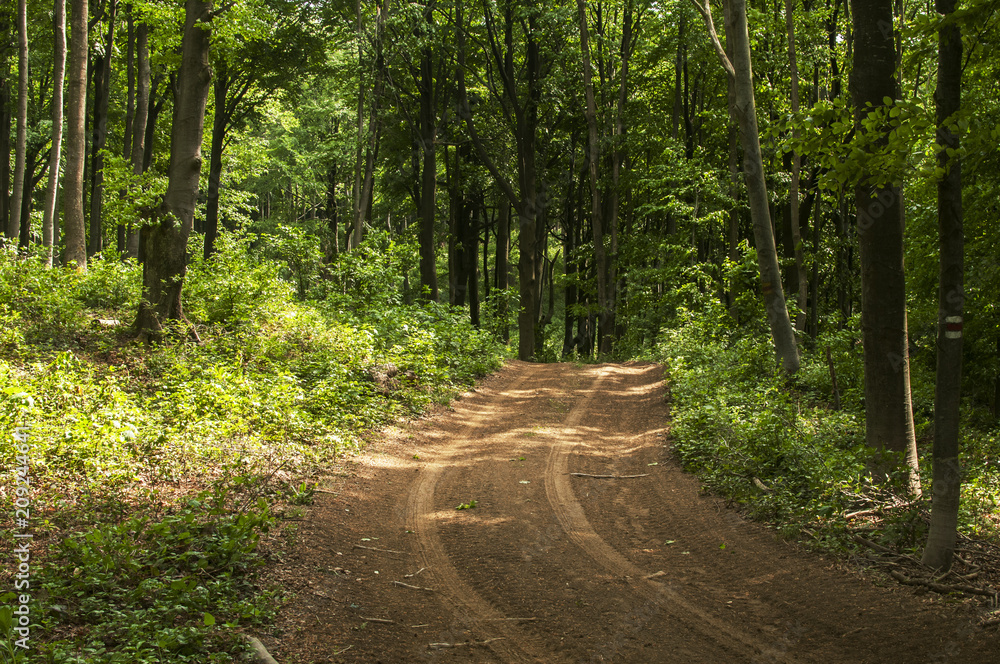 Fototapeta premium Deep green forest road through the woods landscape