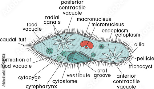 Structure of Paramecium caudatum with titles