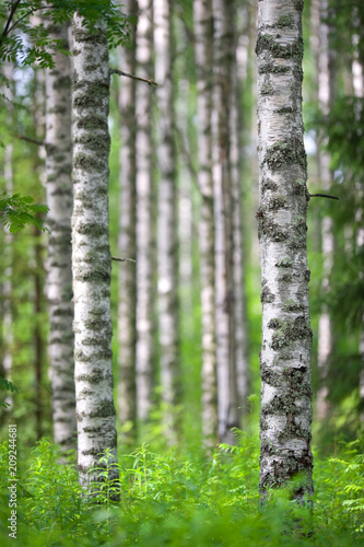 Birch tree  Betula pendula  forest in summer. Focus on foreground tree trunk.