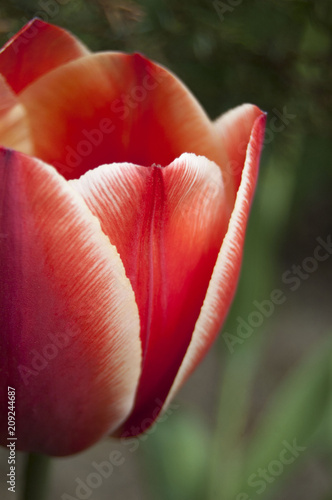 Tulip on green fresh background. Spring blossom. Red and white flower color mix. Nature .