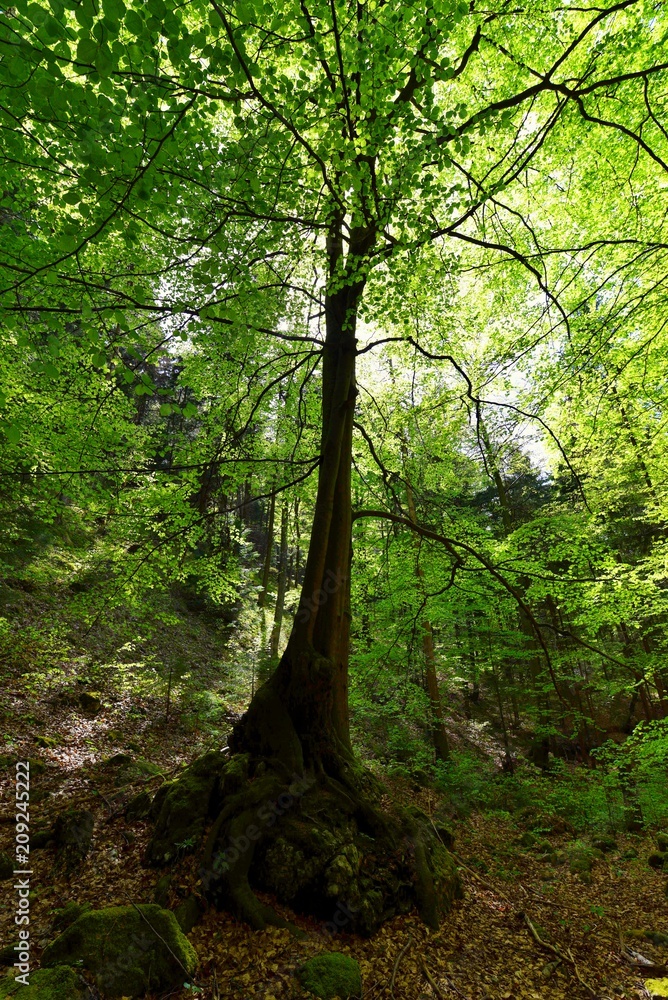 Obraz premium Old tree