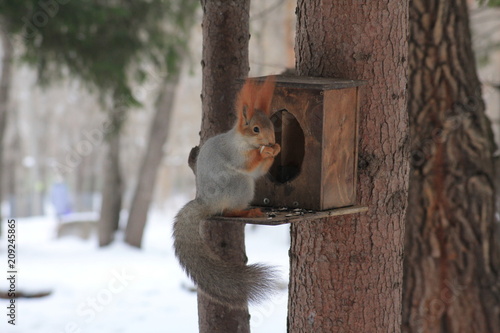 squirrel © Дмитрий Сидунов