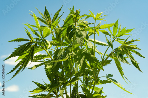 young green sprouts and leaves of marijuana against a blue sky with clouds