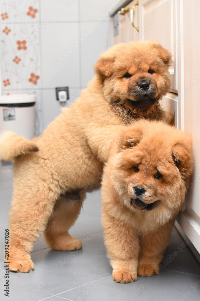 Two chow chow puppy the house. Purebred dog chow chow puppies Stock | Adobe Stock