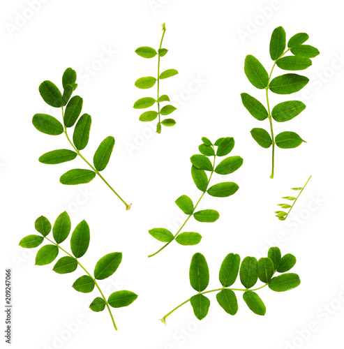 Set of fresh green leaves o...