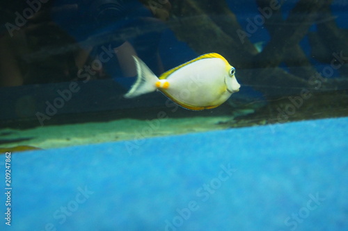 fish