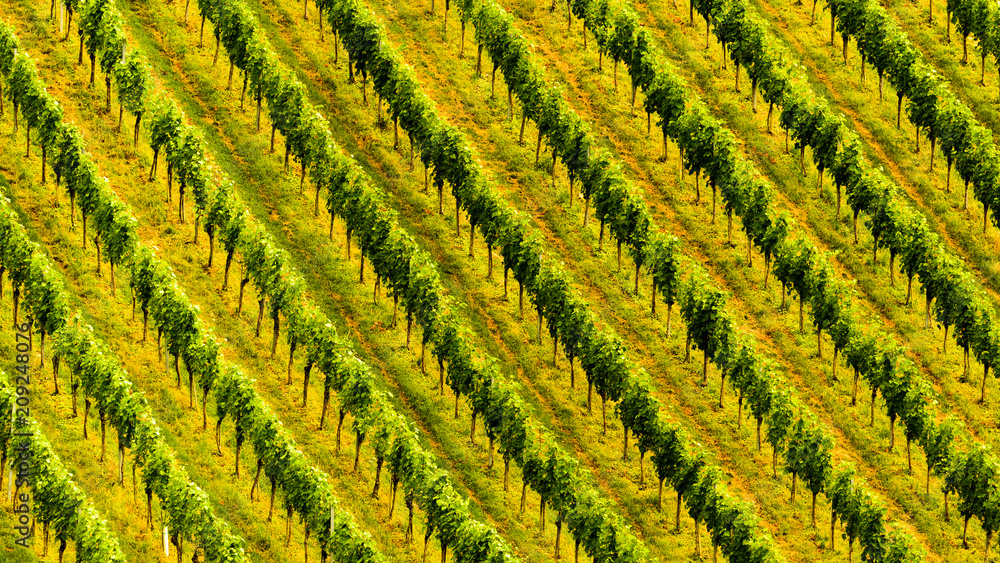 Grapes plantation green rows pattern