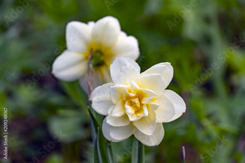 Two beautiful daffodils
