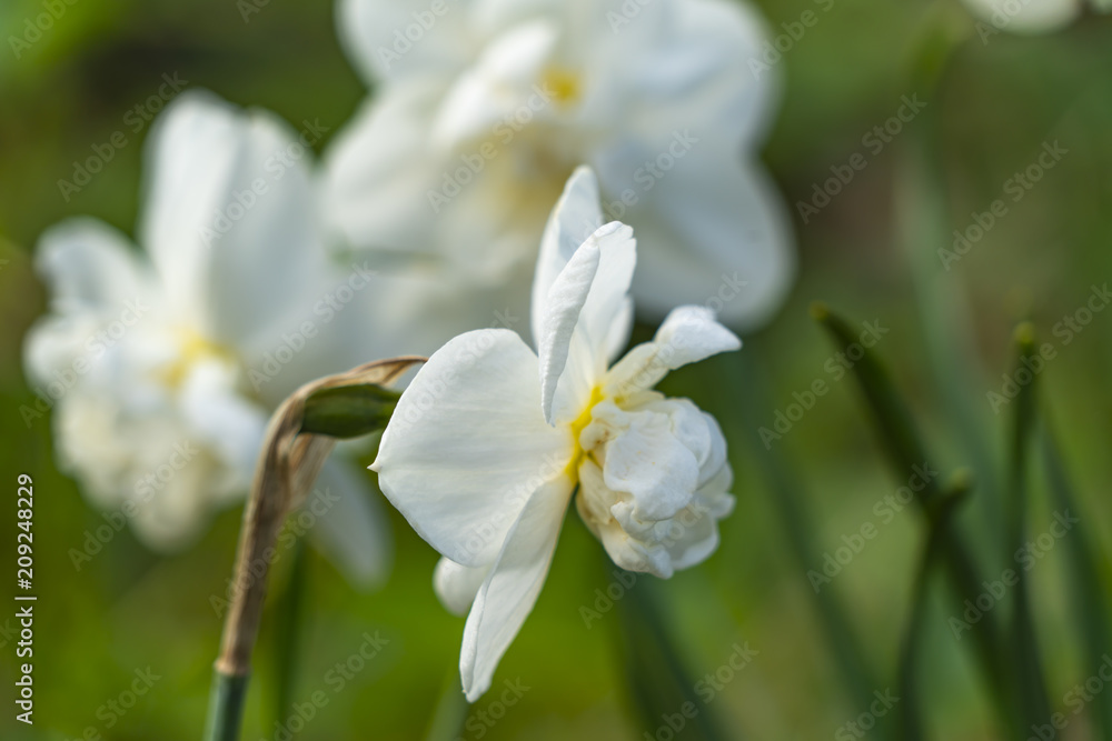 Obraz premium Flowering daffodils