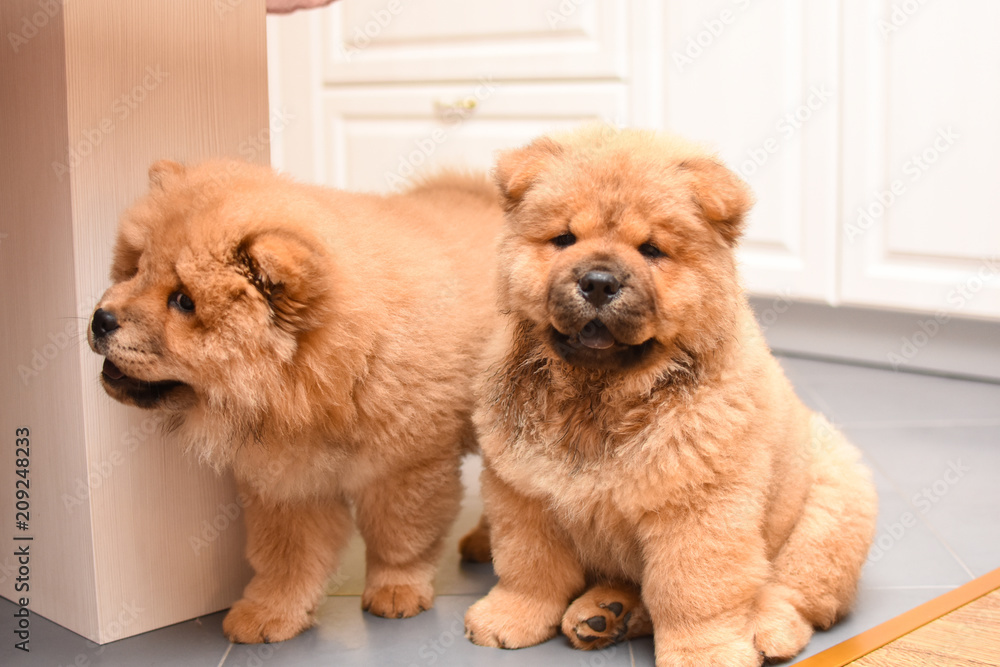 Two chow chow puppy the house. Purebred dog chow chow puppies Stock | Adobe Stock