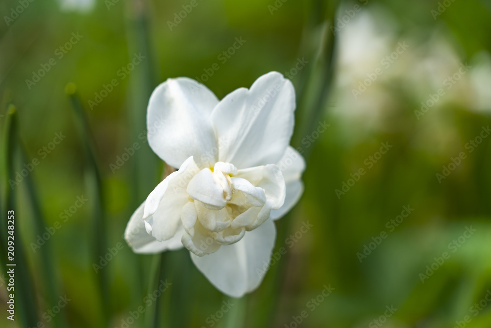 White daffodil in the sun