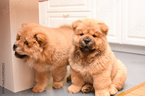 Two chow chow puppy in the house. Purebred red dog chow chow puppies photo