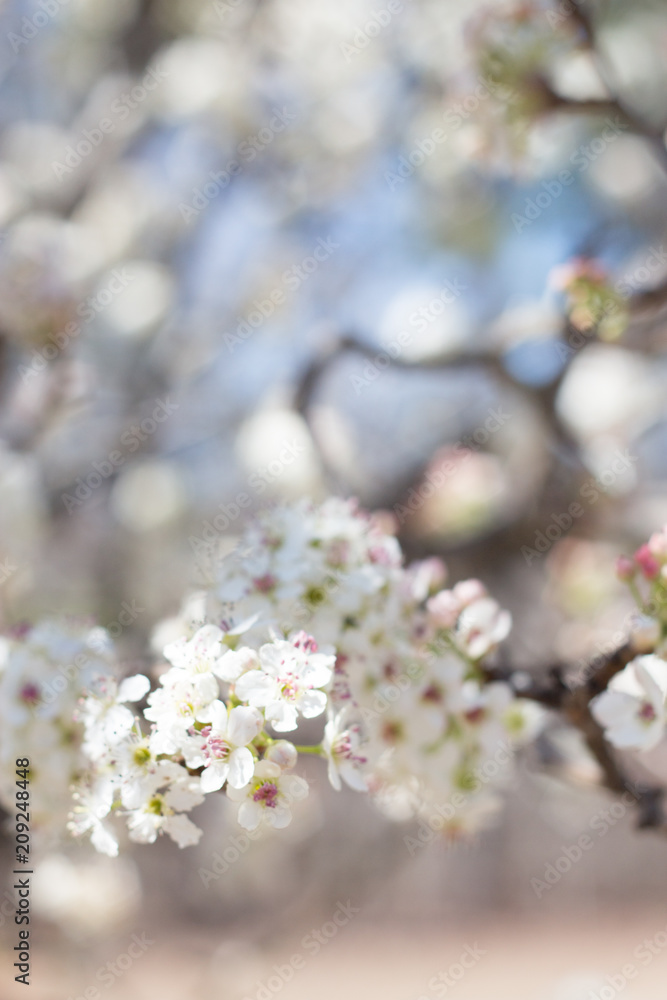 Cherry Blossom 17