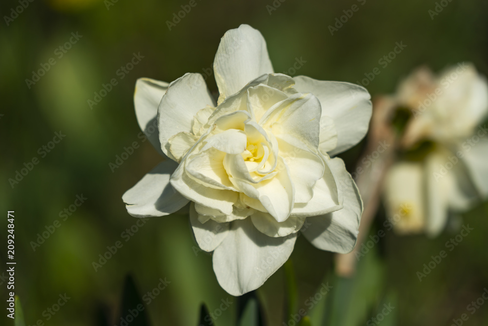 Obraz premium White daffodil in the sunlight
