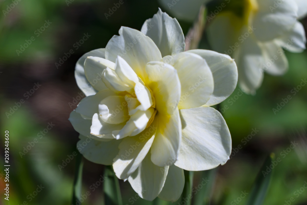 Naklejka premium Beautiful white daffodil close-up