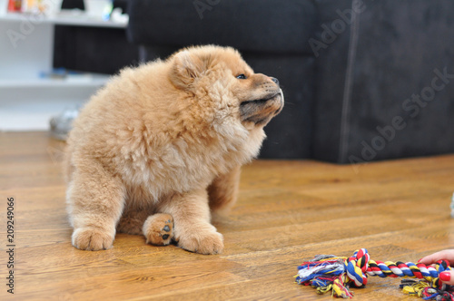 Chow chow puppy scratching fleas. Puppy scratching fleas in the house
