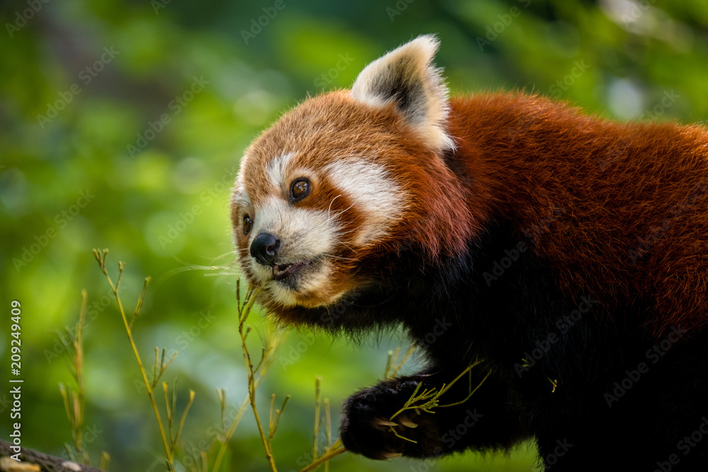 Kleiner Panda frisst Bambus Kleiner Panda frisst Bambus