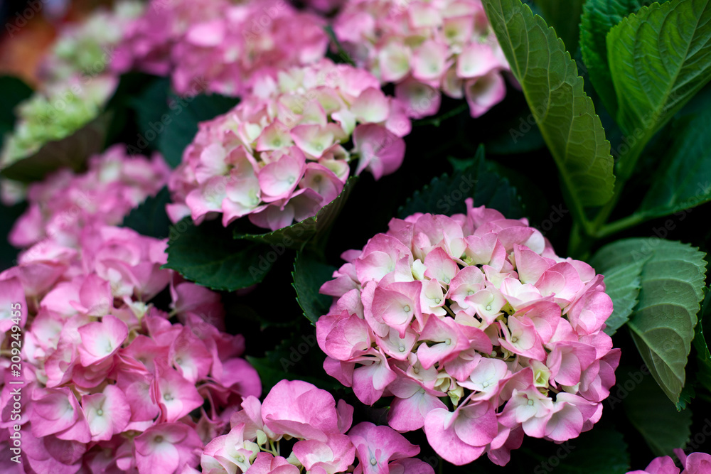 Pink and purple hydrangea flowers in bloom. Top view. Pattern Pink and purple hydrangea flowers in bloom. Top view. Pattern