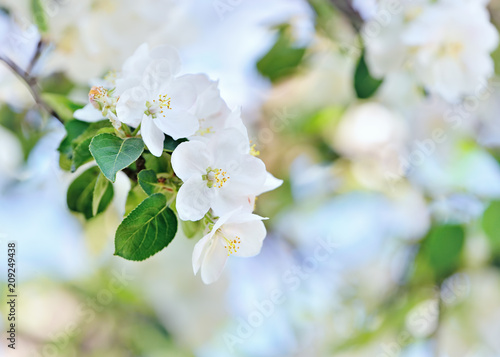 Amazing closeup macro of blooming apple tree white flowers with blurred background. Spring branch of apple flowers blossoms. The apple tree is in full bloom. Blooming branch in springtime
