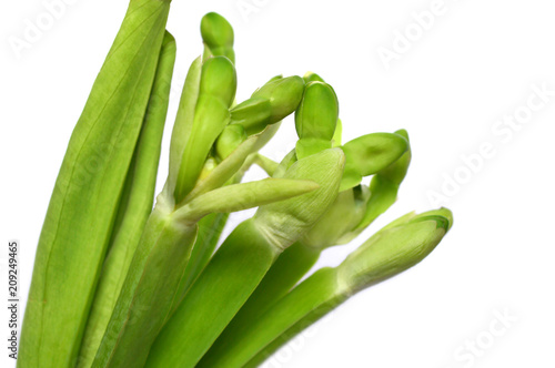 Yellow velvetleaf, Limnocharis sp., on white background photo