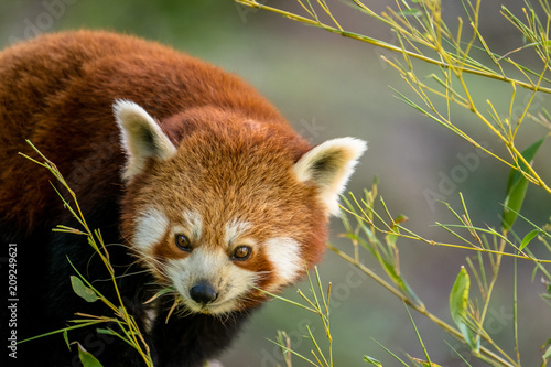 kleiner Panda frisst Bambus