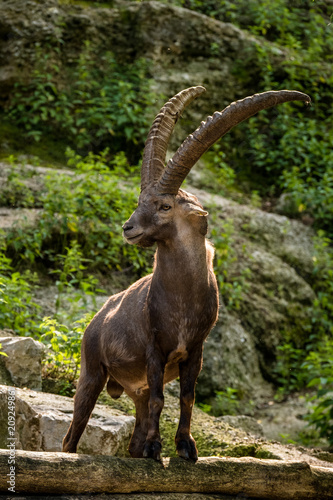 Mächtiger Steinbock steht auf einem Felsen