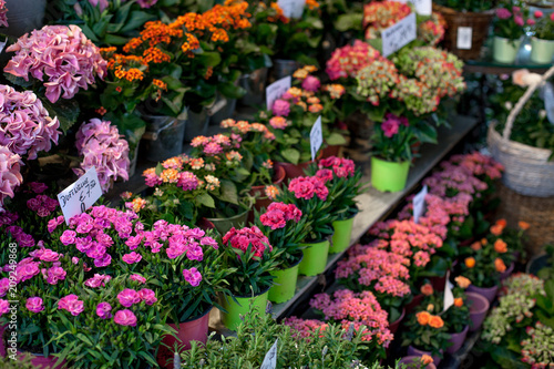 Flower market with various multicolored fresh flowers in pots. Red, pink,orange hydrangea, bellflower beautiful multilevel showcase