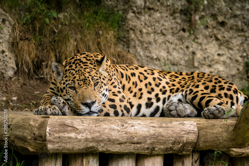 Jaguar rastet im Schatten