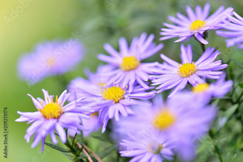 Amazing Violet Asters flowers on the garden in autumn. Polish flowers macro closeup 