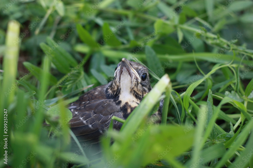 Little fieldfare wondering in the grass