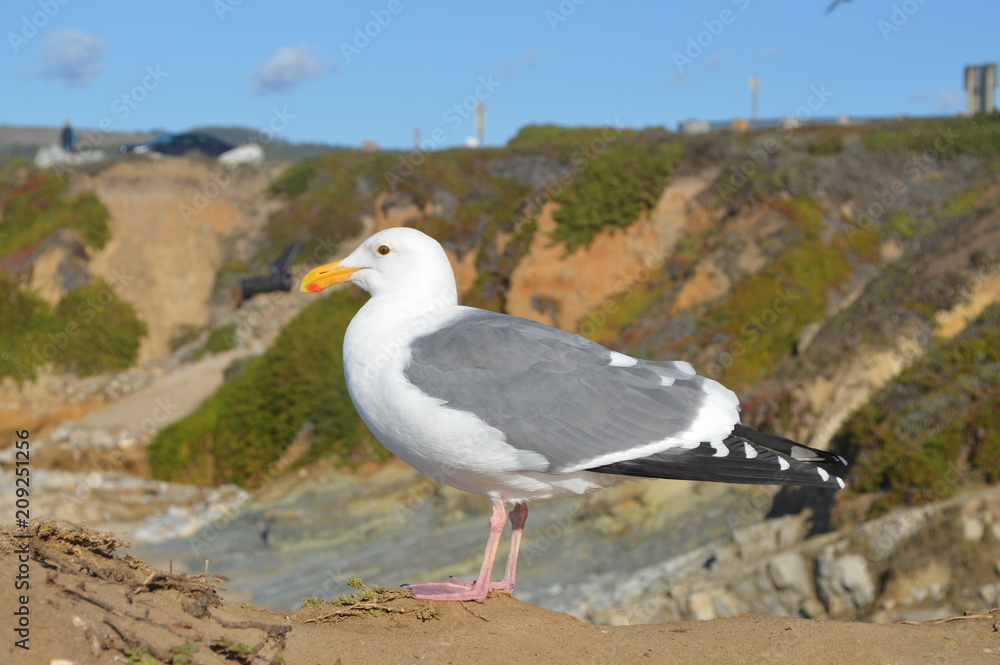 Fototapeta premium Seagull