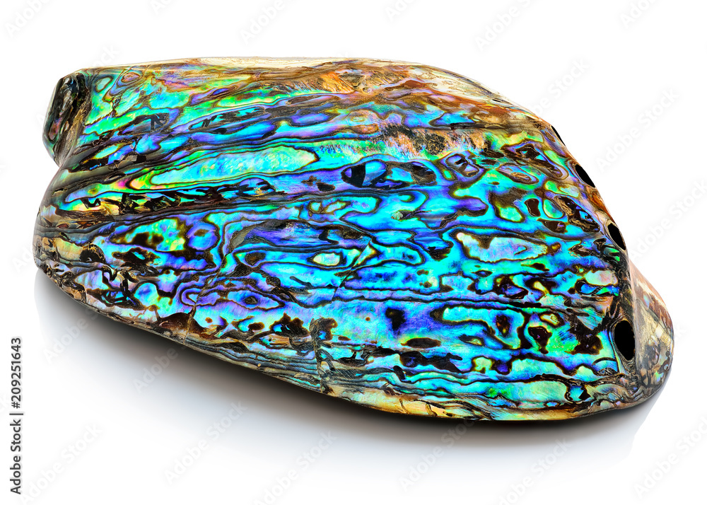 Amazing colorful paua shell (Haliotis Iris) from New Zealand closeup isolated on white background. Rainbow pearl Abalone iris cleared nacreous souvenir seashell macro Amazing colorful paua shell (Haliotis Iris) from New Zealand closeup isolated on white background. Rainbow pearl Abalone iris cleared nacreous souvenir seashell macro