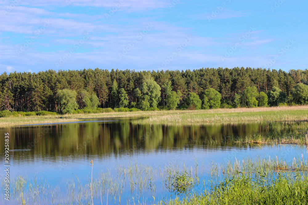 The Bay forest