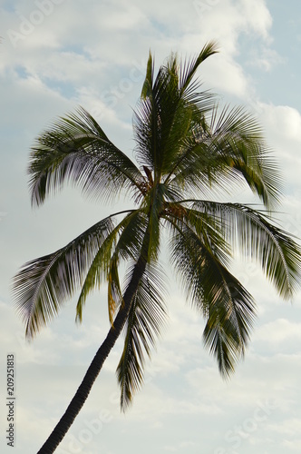 Palm Hawaii