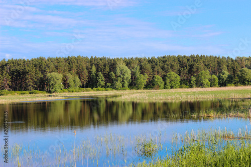 The Bay forest