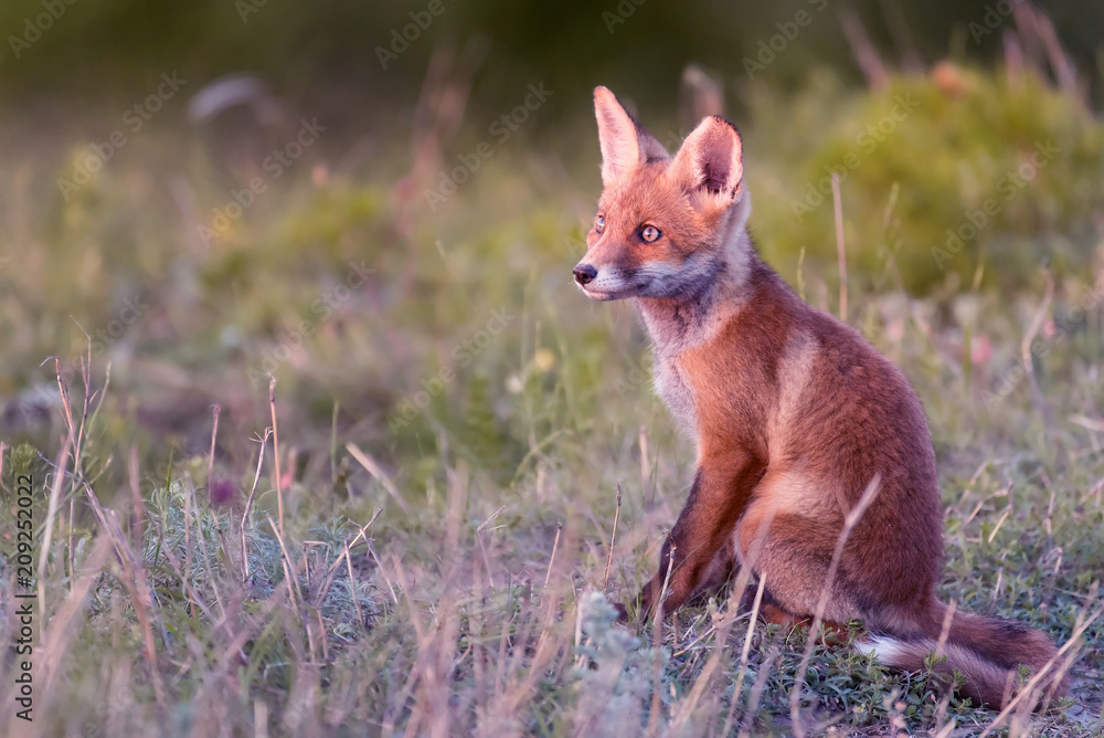 Naklejka premium Little Red Fox sits on the grass and looks at the sunset
