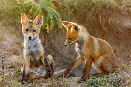Two Little Red Fox near his hole © Tatiana