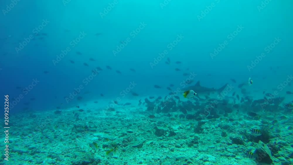 Tiger Shark picks food from the bottom of the reef in shallow water - Indian Ocean, Fuvahmulah island, Maldives, Asia
Tiger Shark picks food from the bottom of the reef in shallow water - Indian Ocean, Fuvahmulah island, Maldives, Asia