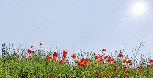 Fototapeta Naklejka Na Ścianę i Meble -  Mohnfeld im Sonnenlicht