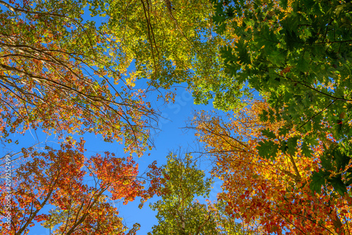 Autumn Sky